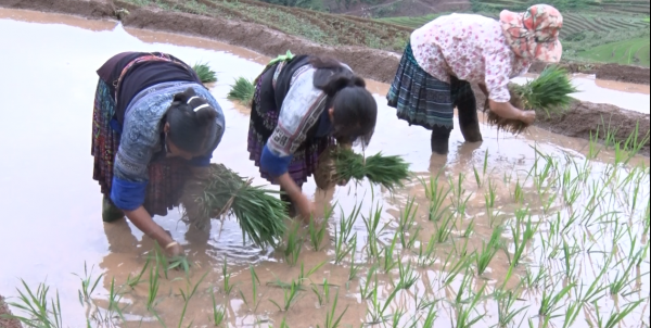 Nhân dân bản Đán Tọ cấy lúa vụ Hè Thu