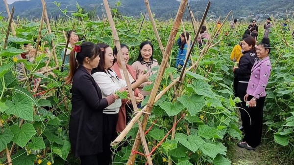 Các đại biểu thăm quan mô hình trồng dưa chuột của hội viên phụ nữ xã Mường Cang