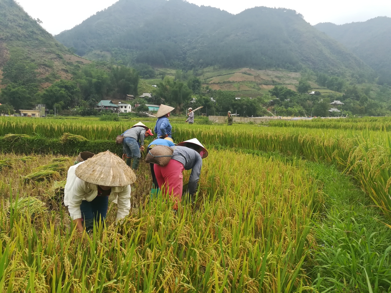 Nhân dân Hua Nà thu hoạch lúa đông xuân