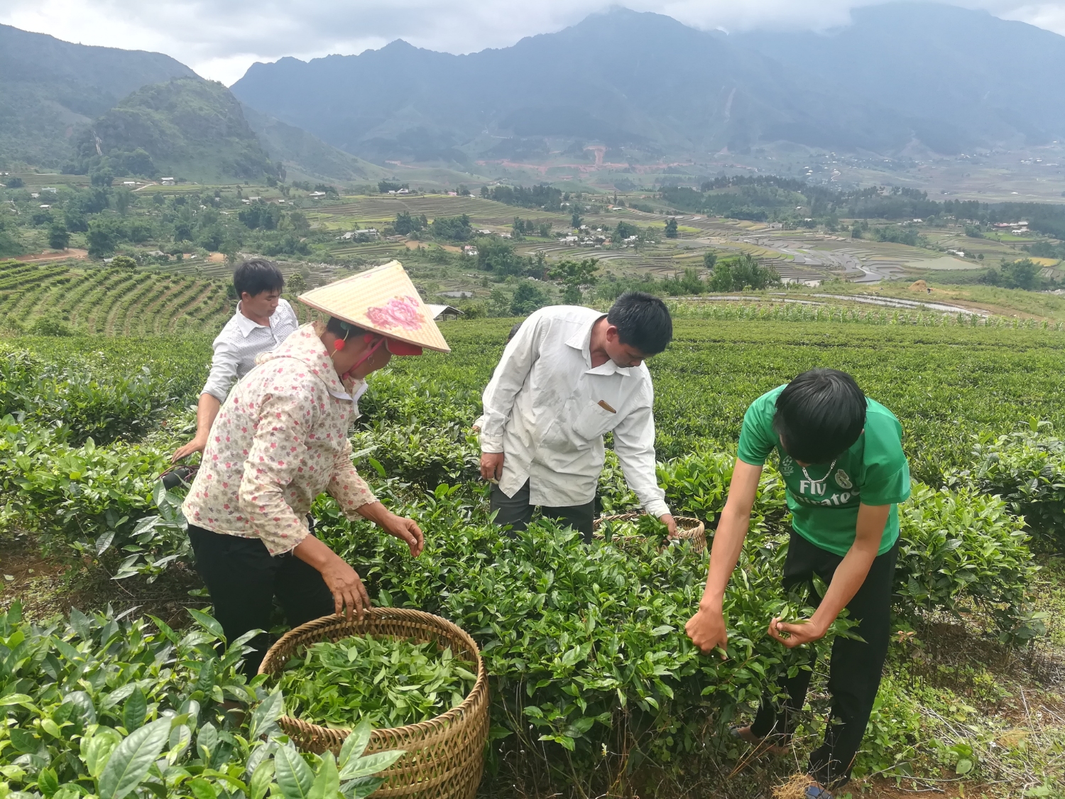 Nhân dân bản Nậm Sáng thu hoạch chè