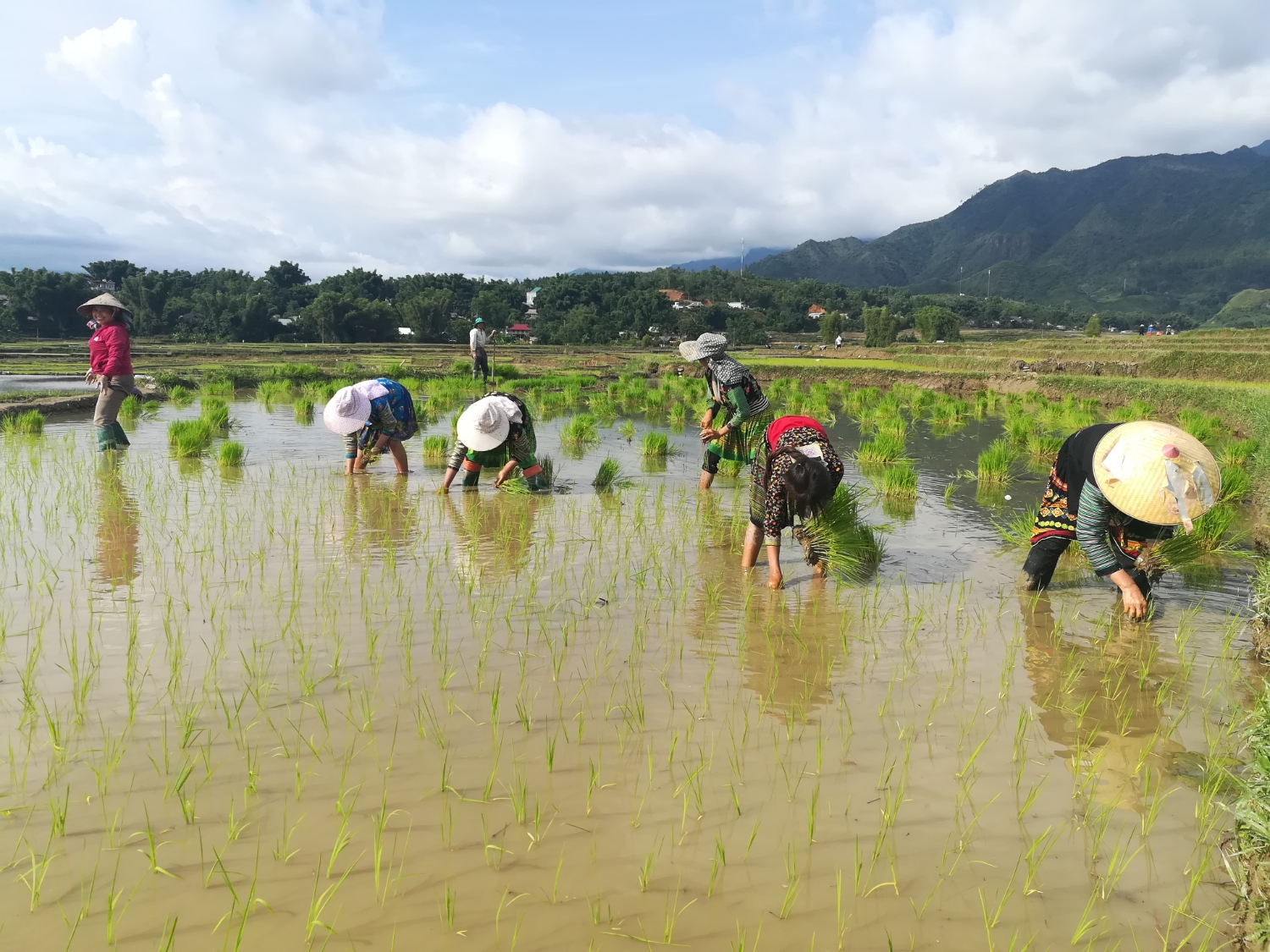 Nhân dân xã Mường Cang cấy lúa mùa