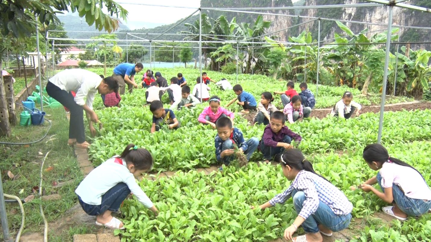 Thầy, trò nhà trường đang chăm sóc rau