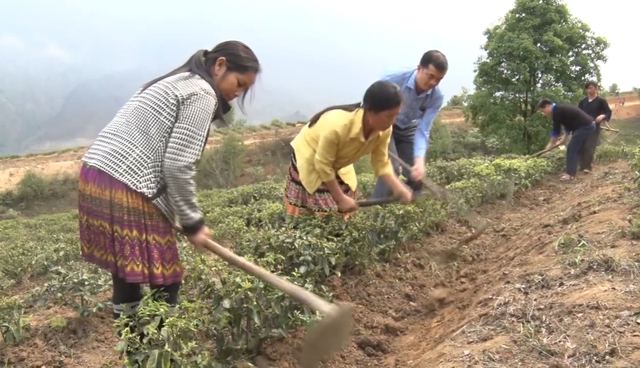 Vận động nhân dân chăm sóc Chè