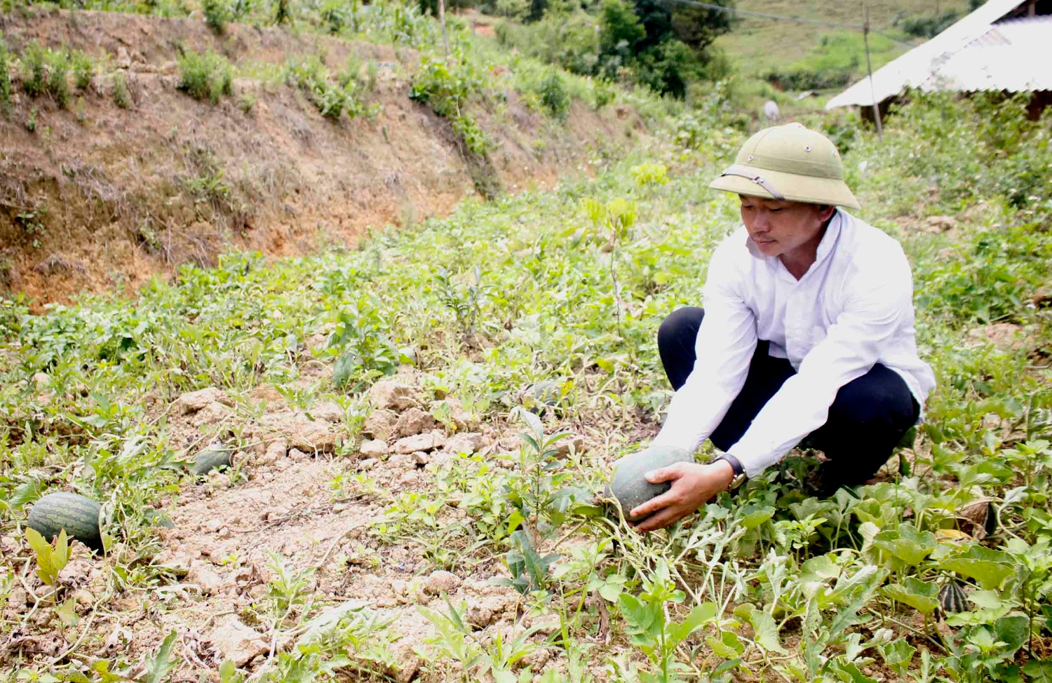 Nhân dân bản Thẩm Phé kiểm tra dưa hấu