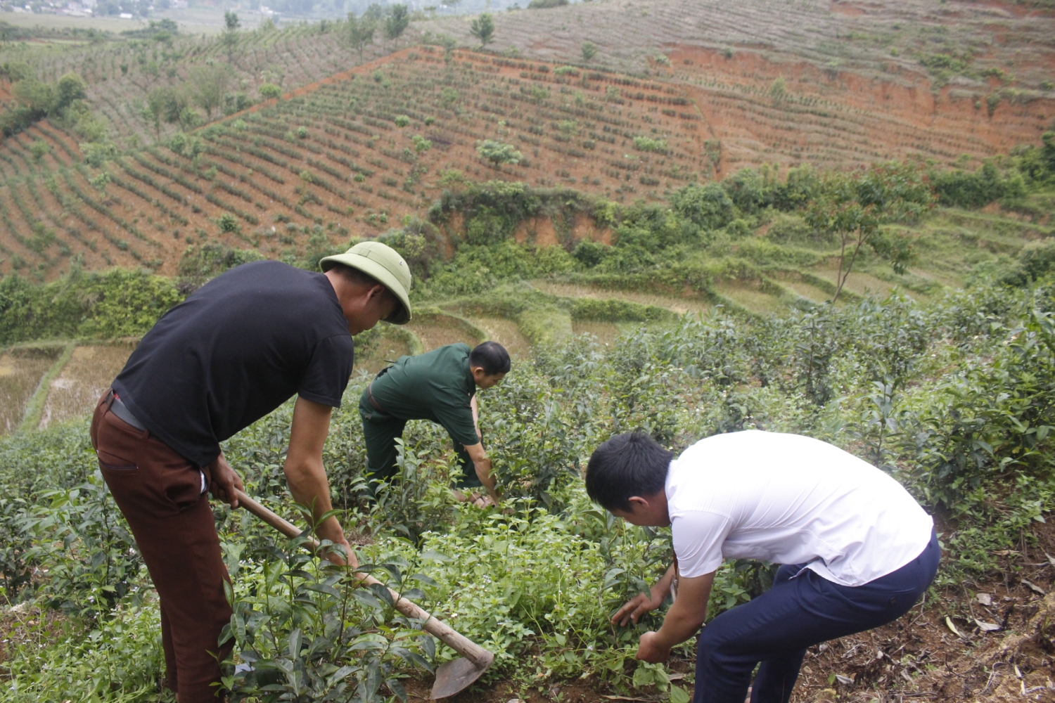 Nhân dân Mường Kim chăm sóc cây chè