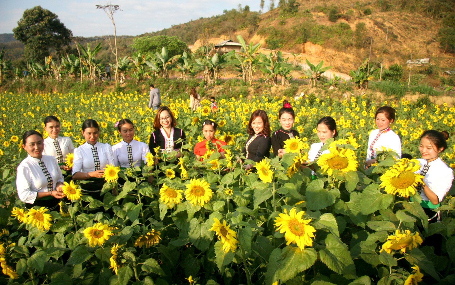 Đến bản du lịch cộng đồng Thẩm Phé, xã Mường Kim (xổ số trực tuyến minh ngọc
) du khách sẽ được hòa mình vào những vườn hoa hướng dương rực rỡ.