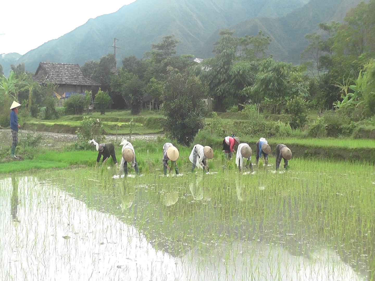 Nhân dân xã Phúc Than tập trung gieo cấy lúa