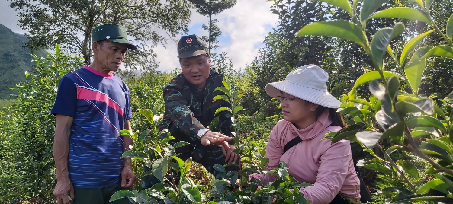 LÃNH ĐẠO PHÒNG NÔNG NGHIỆP HUYỆN HD NGƯỜI DÂN CHĂM SÓC THU HÁI CHÈ