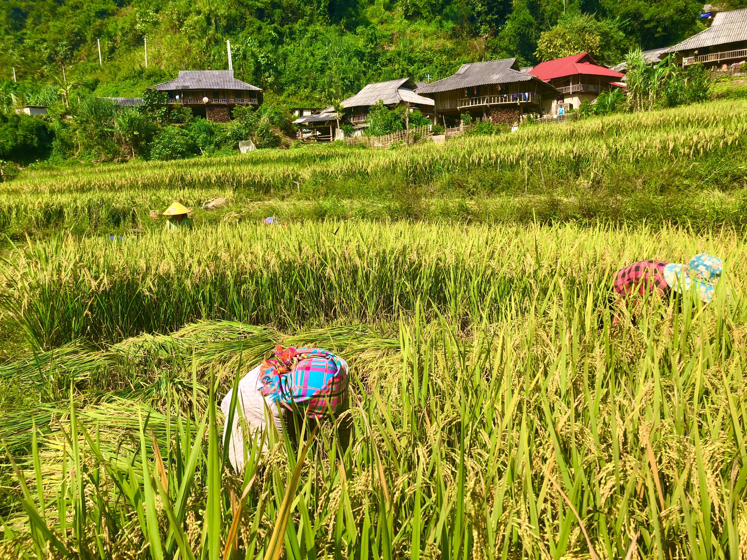 Nhân dân xã Khoen On đẩy nhanh tiến độ thu hoạch lúa