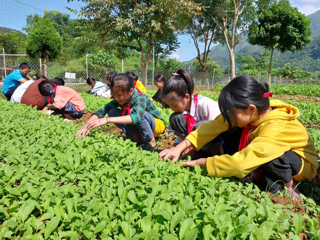 Học sinh nhà trường chăm sóc vườn rau